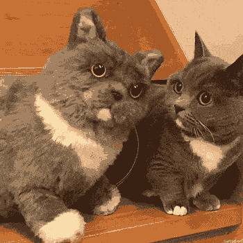 Cat looking at identical stuffed animal version